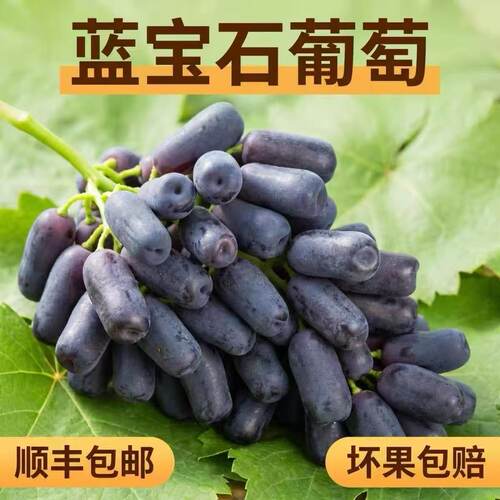 顺丰现摘新鲜蓝宝石葡萄金手指无籽黑提水果黑美人指孕妇水果葡萄