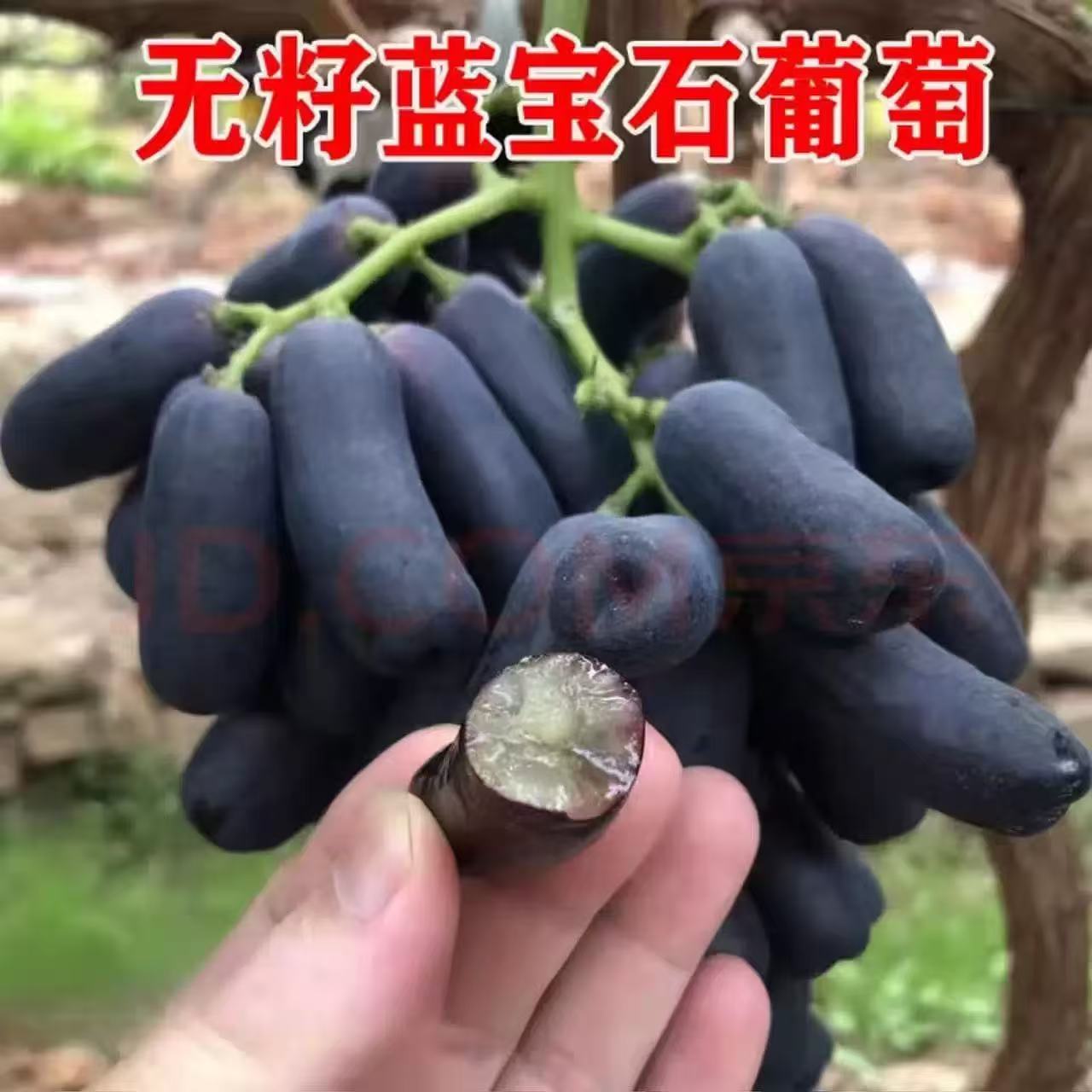 当季现摘新鲜蓝宝石葡萄新鲜当季水果美人指金手指无籽黑提顺丰