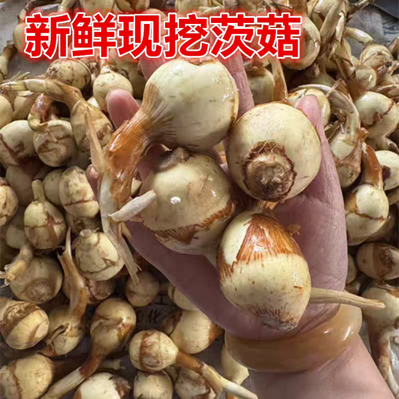 东台新鲜蔬菜山茨菇白慈姑茨菰马蹄荸荠燕尾草地栗芽菇特产兹池姑