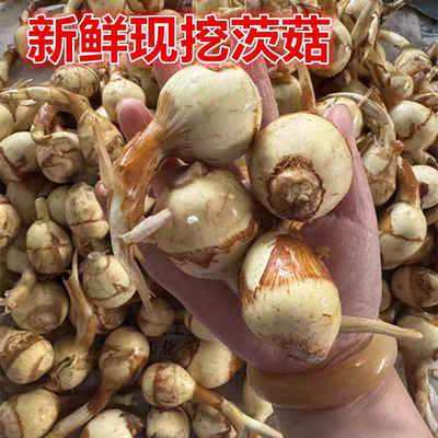 东台新鲜蔬菜山茨菇白慈姑茨菰马蹄荸荠燕尾草地栗芽菇特产兹池姑