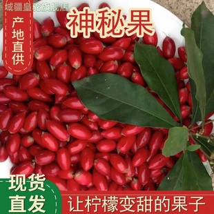 神秘果鲜果酸变甜变味果 蜜拉圣果 神奇改变味觉果干