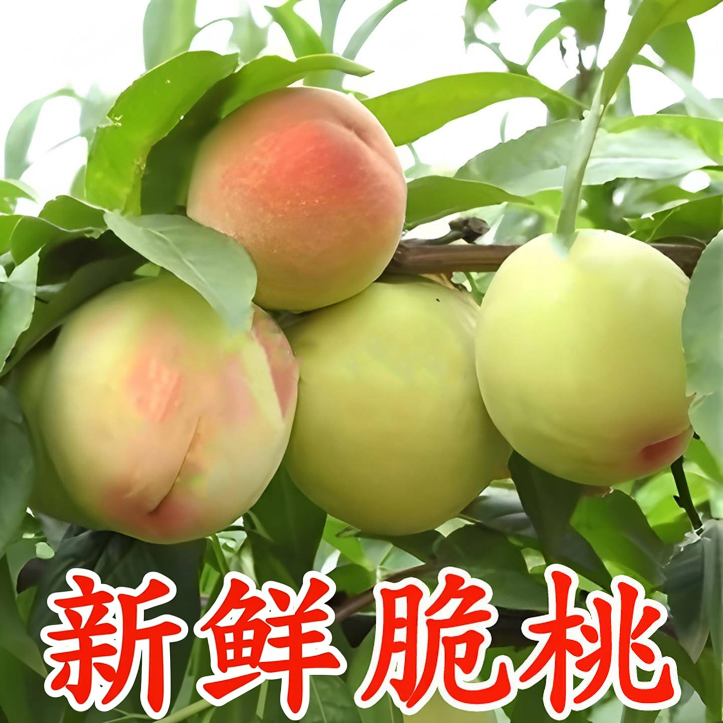 26年桃子脆桃新鲜水果五月水蜜桃毛桃脆甜大桃子红心硬脆桃包邮
