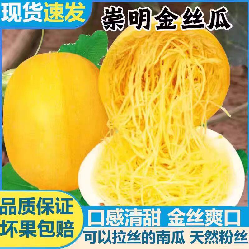 上海崇明岛新鲜金丝瓜黄金瓜绞瓜角瓜搅瓜面条瓜鱼翅瓜凉拌鲜蔬菜