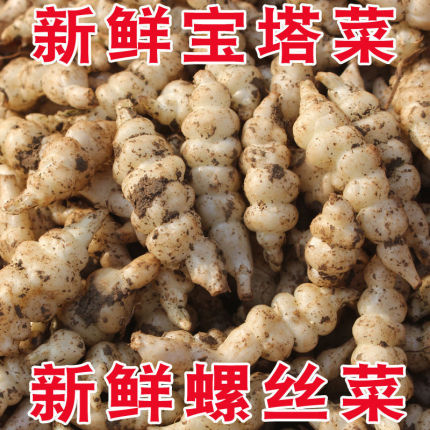 地环新鲜现挖螺丝菜宝塔菜地蚕种子地牯牛可种植腌制农家泡菜酱菜