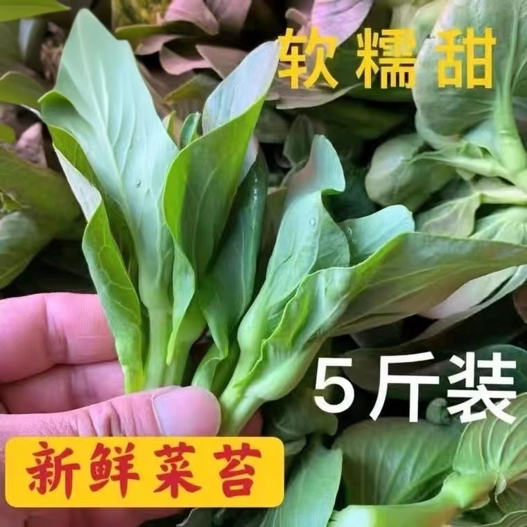 【包邮】顺丰新鲜霜冻青菜苔青