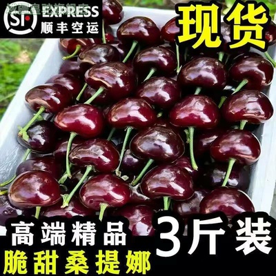 【顺丰京东】25年桑提娜车厘子当季新鲜水果大樱桃礼盒装包邮生鲜