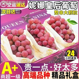 正宗妮娜皇后葡萄无籽罗马红宝石红提新鲜提子女皇尼娜公主鲜果