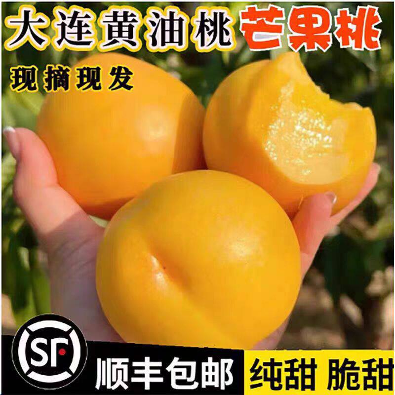 现摘黄金芒果桃新鲜黄油桃大果黄金油桃孕妇水果应季甜桃大连特产