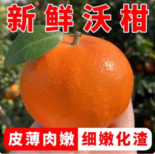 正宗现摘沃柑新鲜10斤现摘当季整箱一级沃柑官方旗舰店纯甜桔
