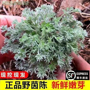 现挖新鲜茵陈野白蒿山野菜蒸菜绵茵陈茶湿茵陈摘净非干品包邮