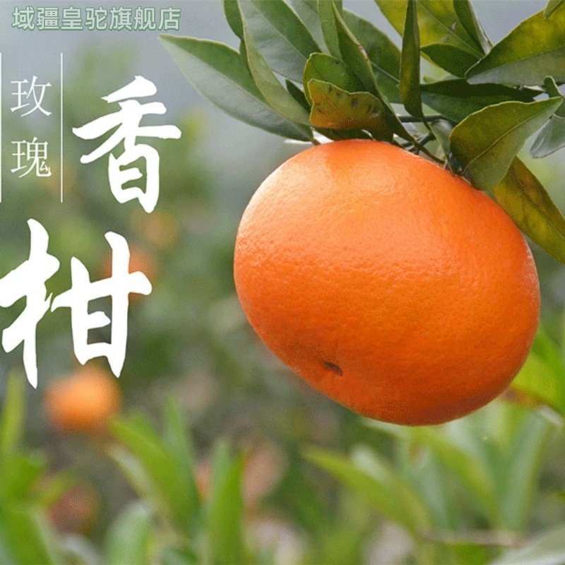 顺丰包邮现摘现发 玫瑰香柑橘甜沃柑时令新鲜水果橘子柑10斤柑橘,水产肉类/新鲜蔬果/熟食,桔子,淘宝优惠券,粉丝福利购,淘宝优惠卷