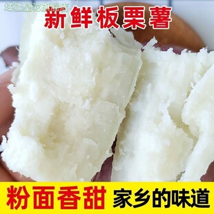 山东现挖冰糖薯新鲜白薯9斤老品种红薯白心超甜沙地板栗蜜薯地瓜