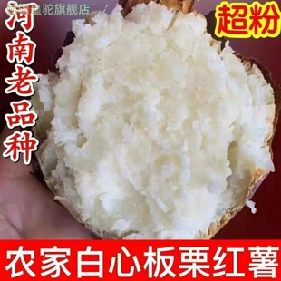白心红薯新鲜现挖红皮白瓤地瓜粉面微甜河南老品种白心山芋板栗薯
