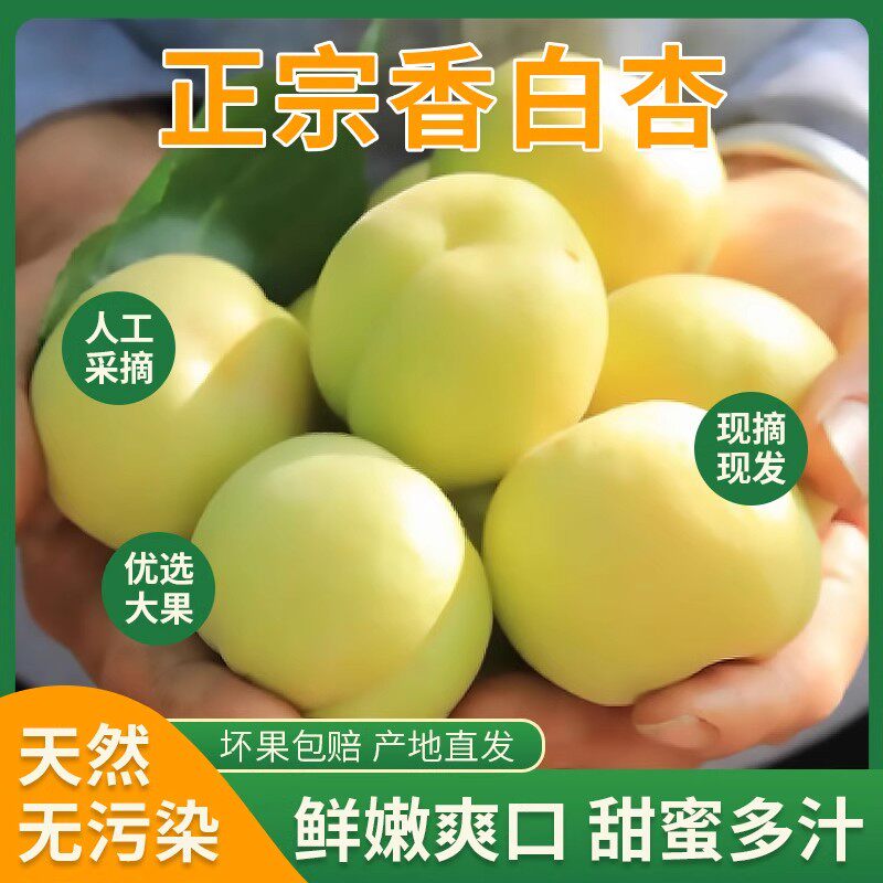 正宗山东大香白杏2025银白杏新鲜水果特产甜杏当季现摘现发