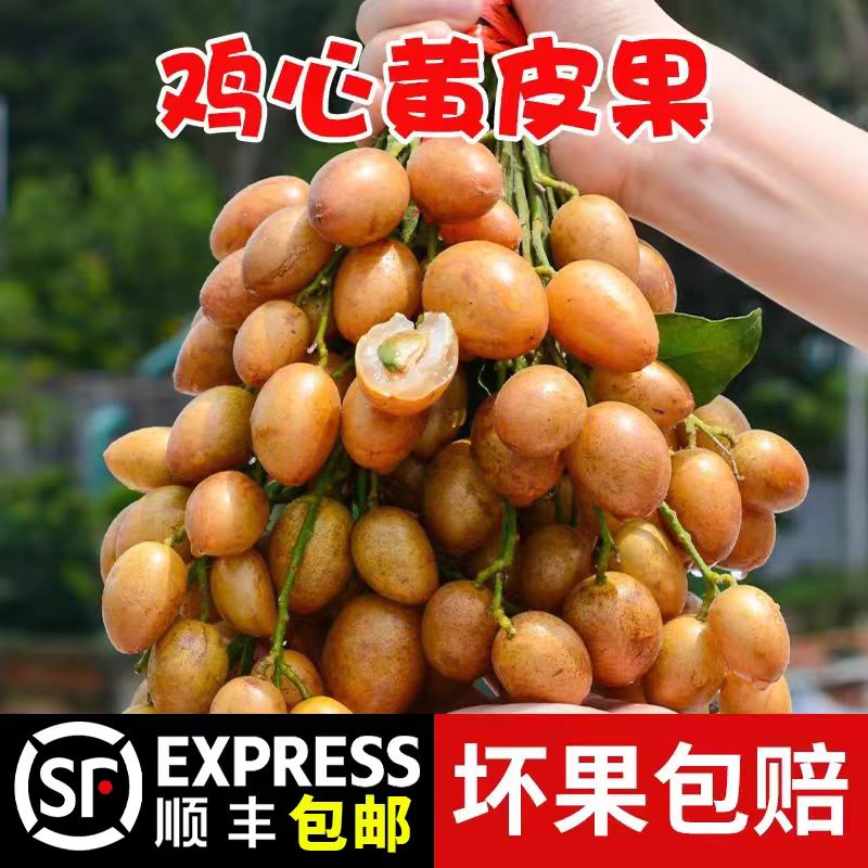 顺丰包邮新鲜冷冻黄皮果现摘广东鸡心黄皮茂名酸甜水果现货黄弹子