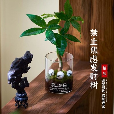 发财树小盆栽摆件禁止蕉绿苔藓微景观罗汉松盆景T绿植室内好养礼