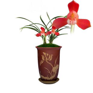 兰花苗盆栽植物室内春兰辣妹子无花苞浓香名贵好养花卉品种大全