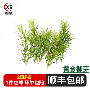 摆盘装饰新鲜黄金柳芽柳条柳叶酒店西餐日料蛋糕烘焙点缀1盒20枝