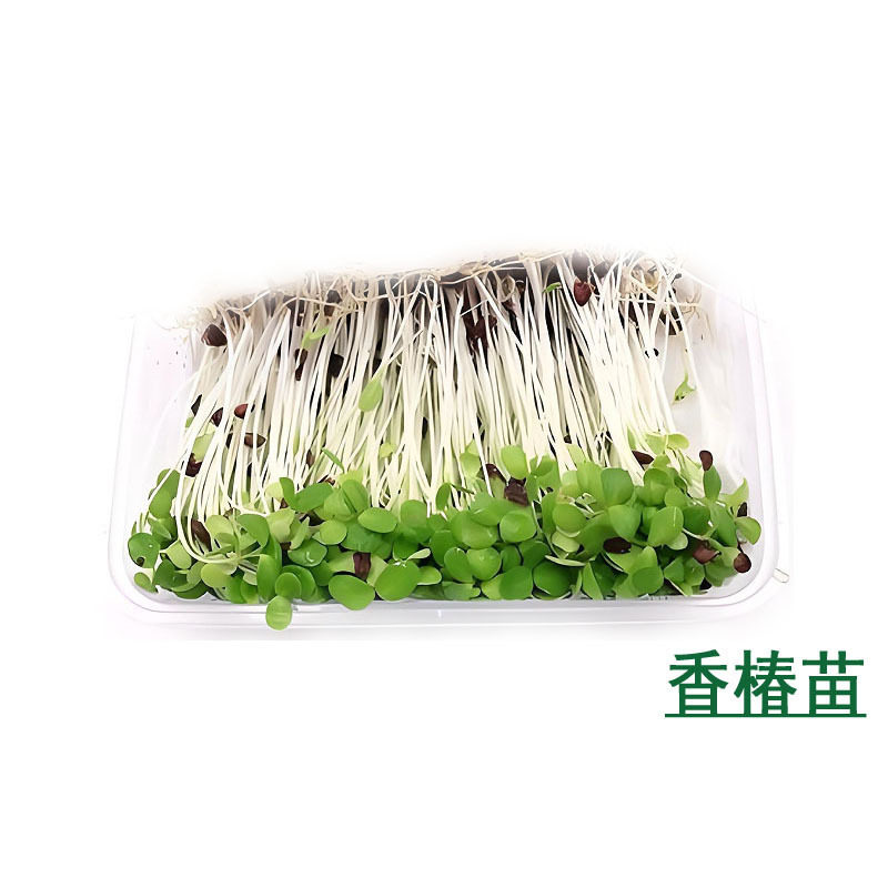 新鲜香椿苗芽苗菜香椿芽冷艺摆盘叶菜类