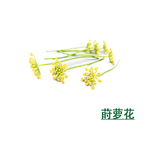新鲜莳萝花小茴香花香料西餐日料酒店摆盘装饰点缀鲜食用花草