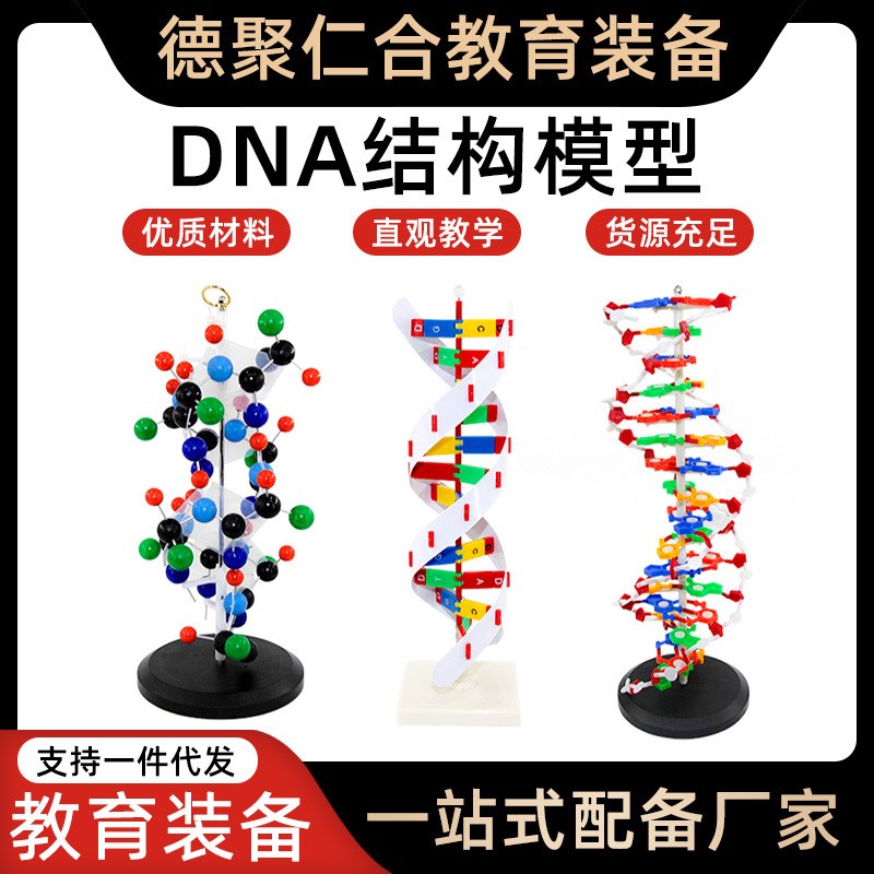 DNA双螺旋结构模型带底座分子结构模型高中生物演示模型实验器材