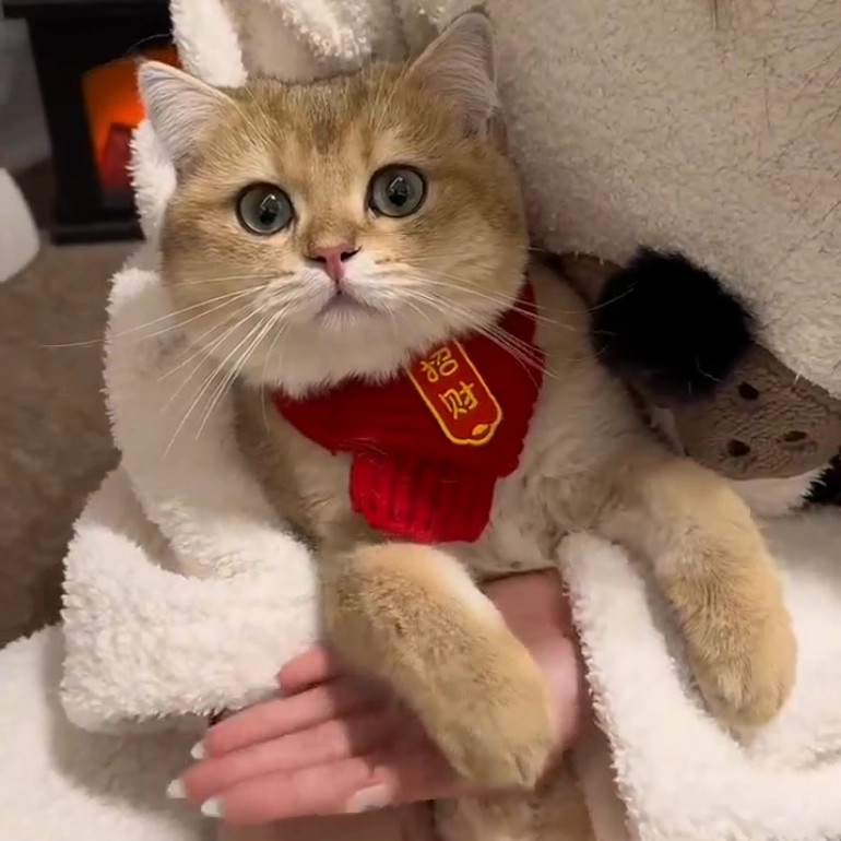 猫狗毛线保暖项圈围脖红色喜庆