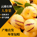 黄肉人生果树上熟 包邮 新鲜水果 云南石林人参果大果圆果当季