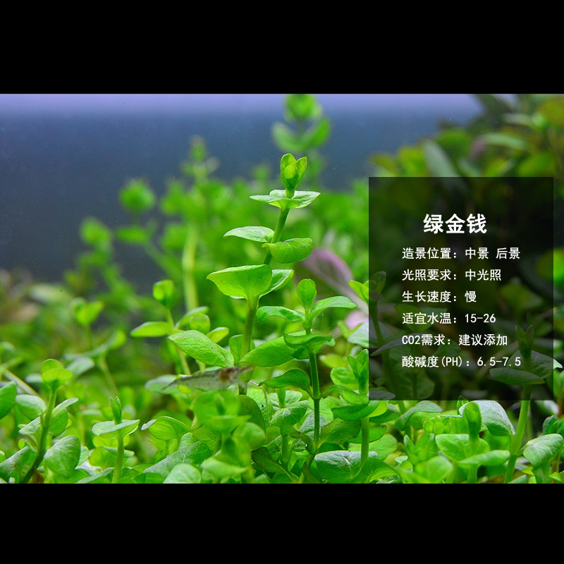 绿金钱水草绿金钱草鱼缸草缸装饰造景有茎类淡水下水叶水草植物