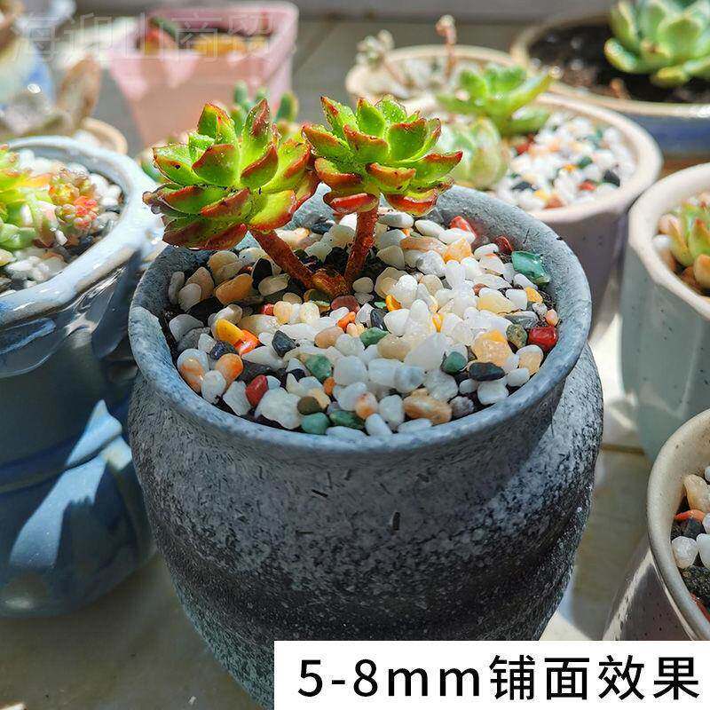 鱼缸部砂天然小彩石鱼缸铺石底多KKO砂底肉盆栽铺面石子雨花石头
