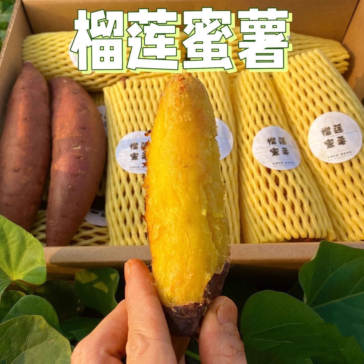 正宗榴莲蜜薯糖心红薯新鲜农家自种玛莎莉黄金番薯现挖烤地山芋A