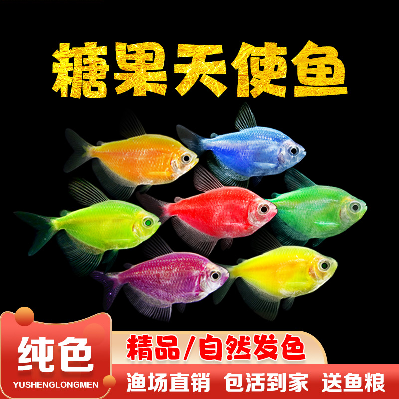天使鱼活体观赏鱼大号
