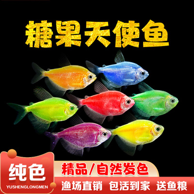 天使鱼活体观赏鱼大号