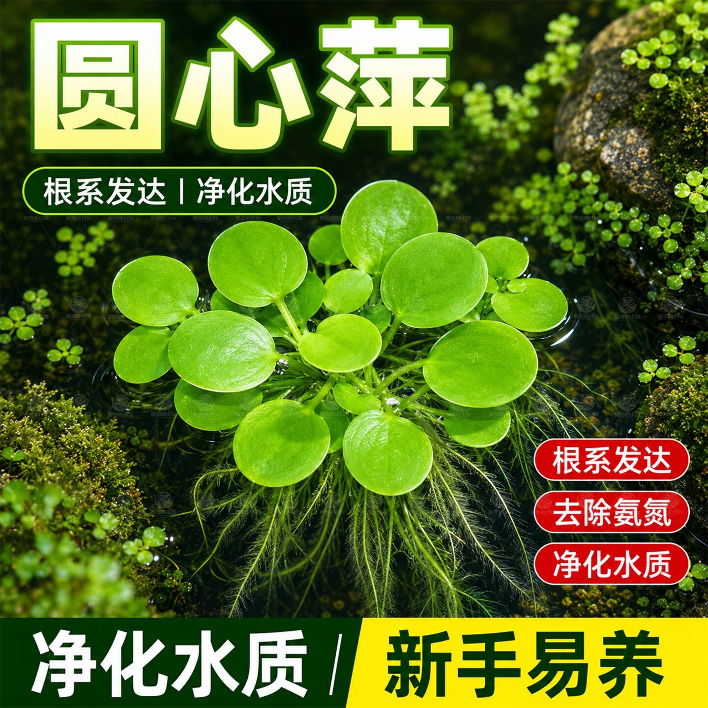 圆心萍浮萍净化水质水培绿植庭院办公室鱼虾龟缸造景增氧漂浮水草