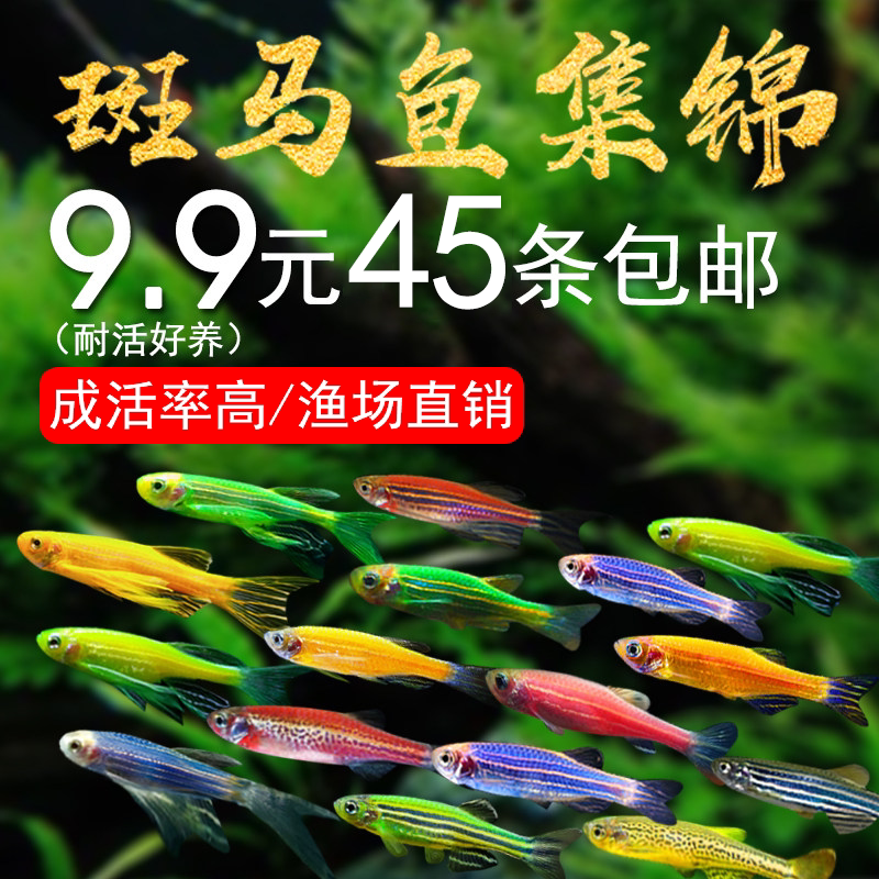 斑马鱼好养耐活热带观赏鱼活体小型淡水鱼蝶翼斑马鱼小型灯科小鱼