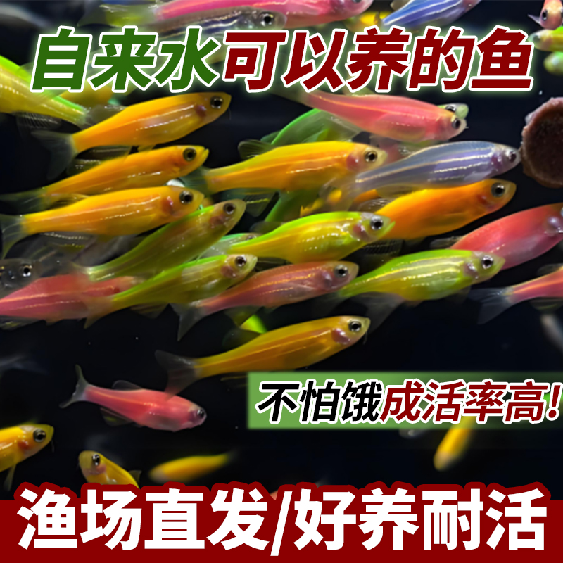 红蓝蝶翼斑马鱼好养活