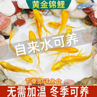黄金锦鲤活鱼淡水鱼金鱼活鱼