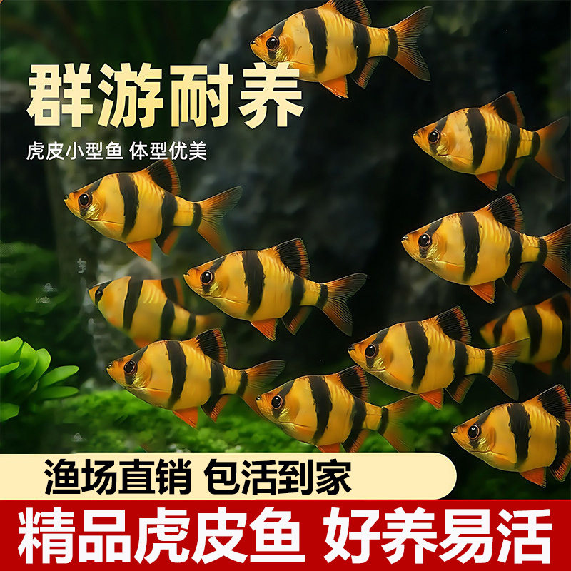 虎皮鱼热带鱼闯缸鱼四间虎皮鱼观赏鱼小型活体耐活群游鱼新手好养