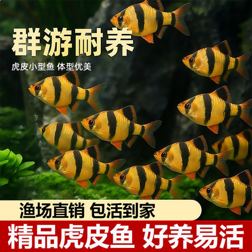 虎皮鱼热带鱼好养耐活群游鱼
