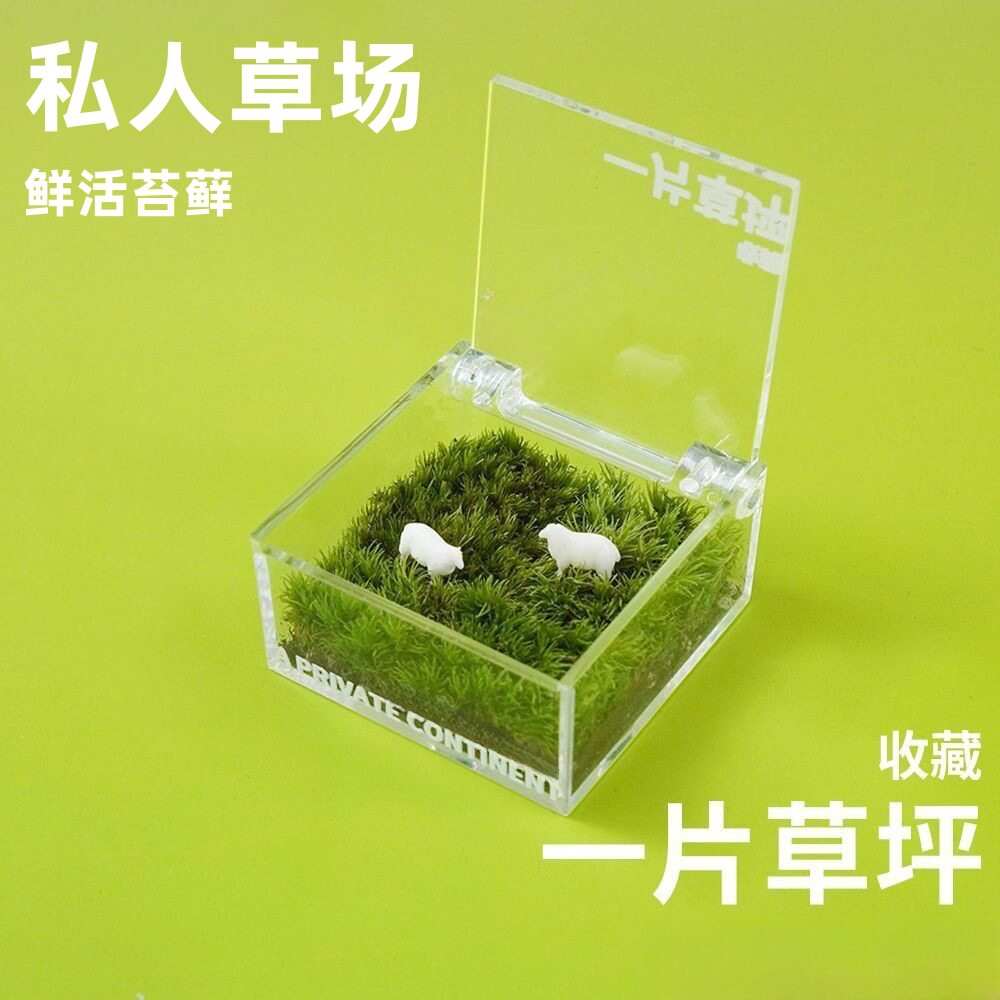 一片草坪苔藓微景观治愈系礼品