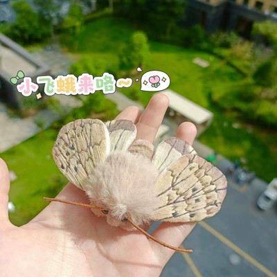 可爱毛茸茸飞蛾玩偶毛绒玩具