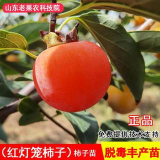 嫁接红灯笼柿子树苗抗寒火晶柿子苗南方北方种植当年结果果树果苗