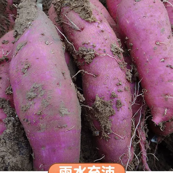 自冉香河南农家自种白心牛奶红薯