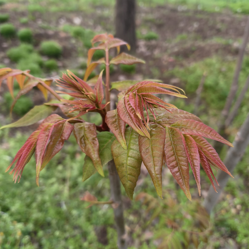 自冉香河南新鲜现摘香椿芽应季蔬菜农家自种红油香椿农村山野菜