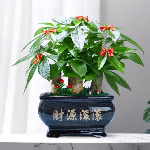 开业乔迁桌面绿植盆栽送货上门