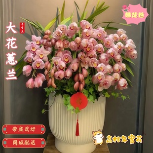 大花蕙兰年宵花卉高端室内兰花盆栽春节礼物送长辈朋友同城配送