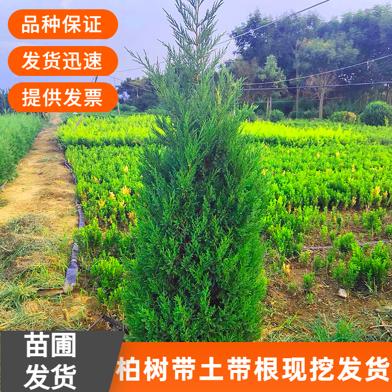 扁柏树苗侧枝塔大松龙叶