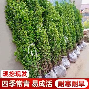 丛生北海道大叶黄杨绿篱冬青树苗工程绿化万年青四季常青庭院围墙