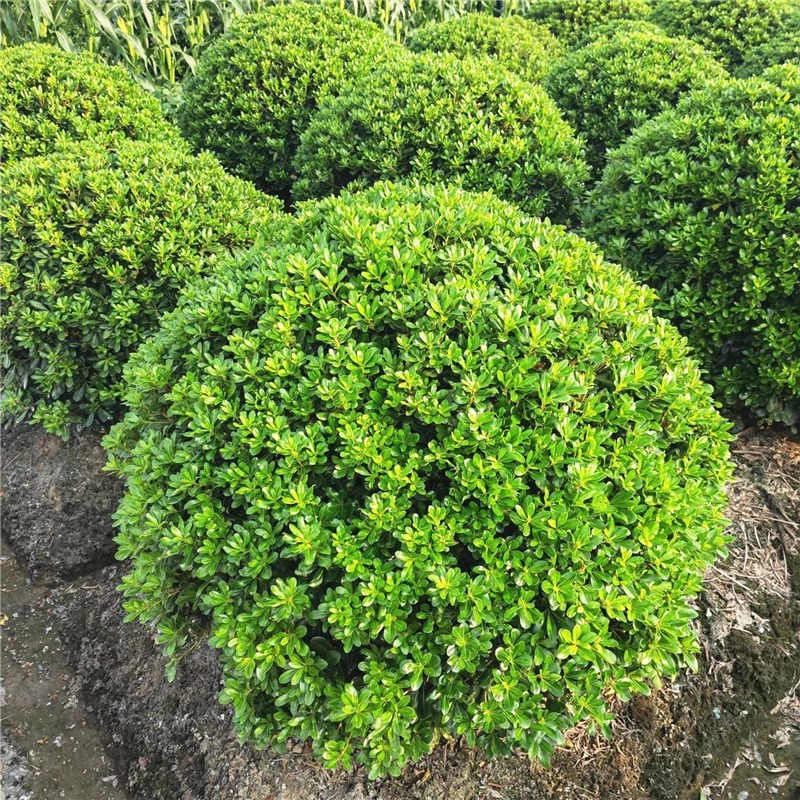 海桐球树苗庭院绿化四季常