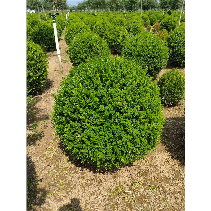 精品球状冬青黄杨红叶石楠