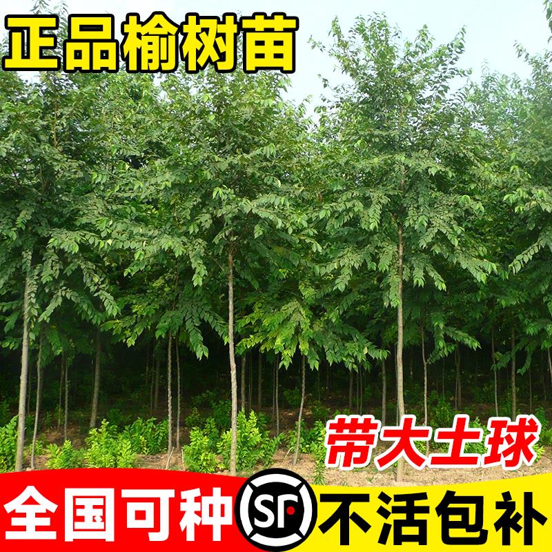 榆树苗钱老桩盆景大绿化小